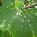 Angie Hane Profile Picture